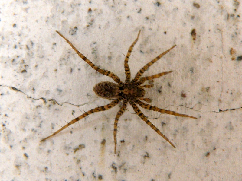 Pardosa sp.